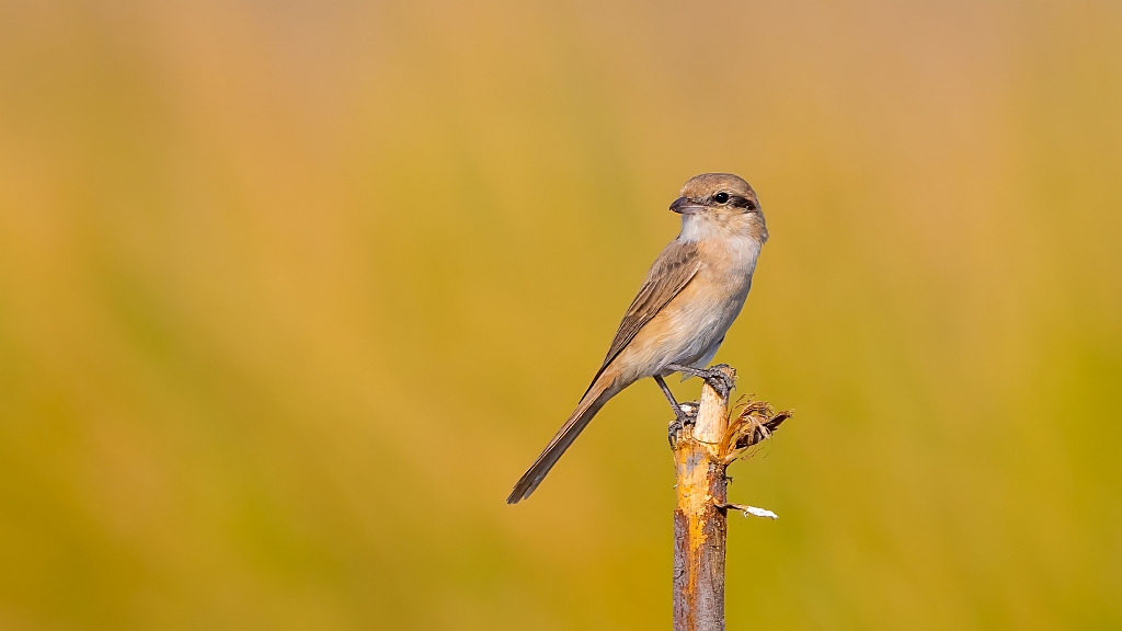 Isabelline Shrike